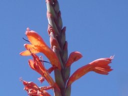 Watsonia pillansii flowers
